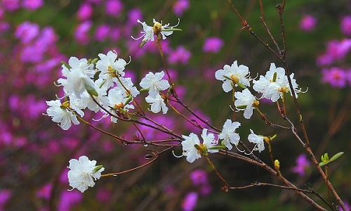 杜鵑花